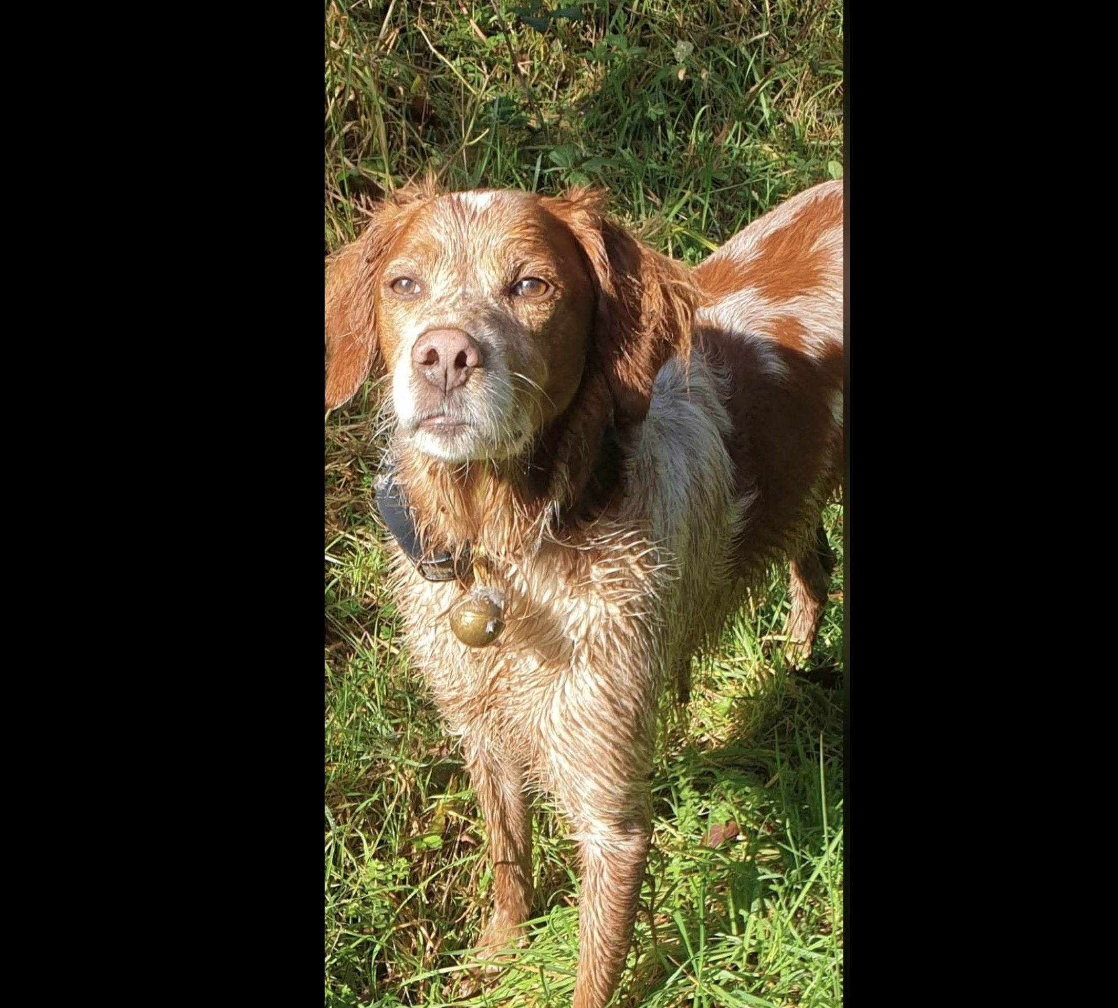 Chien épagneul breton Nitro