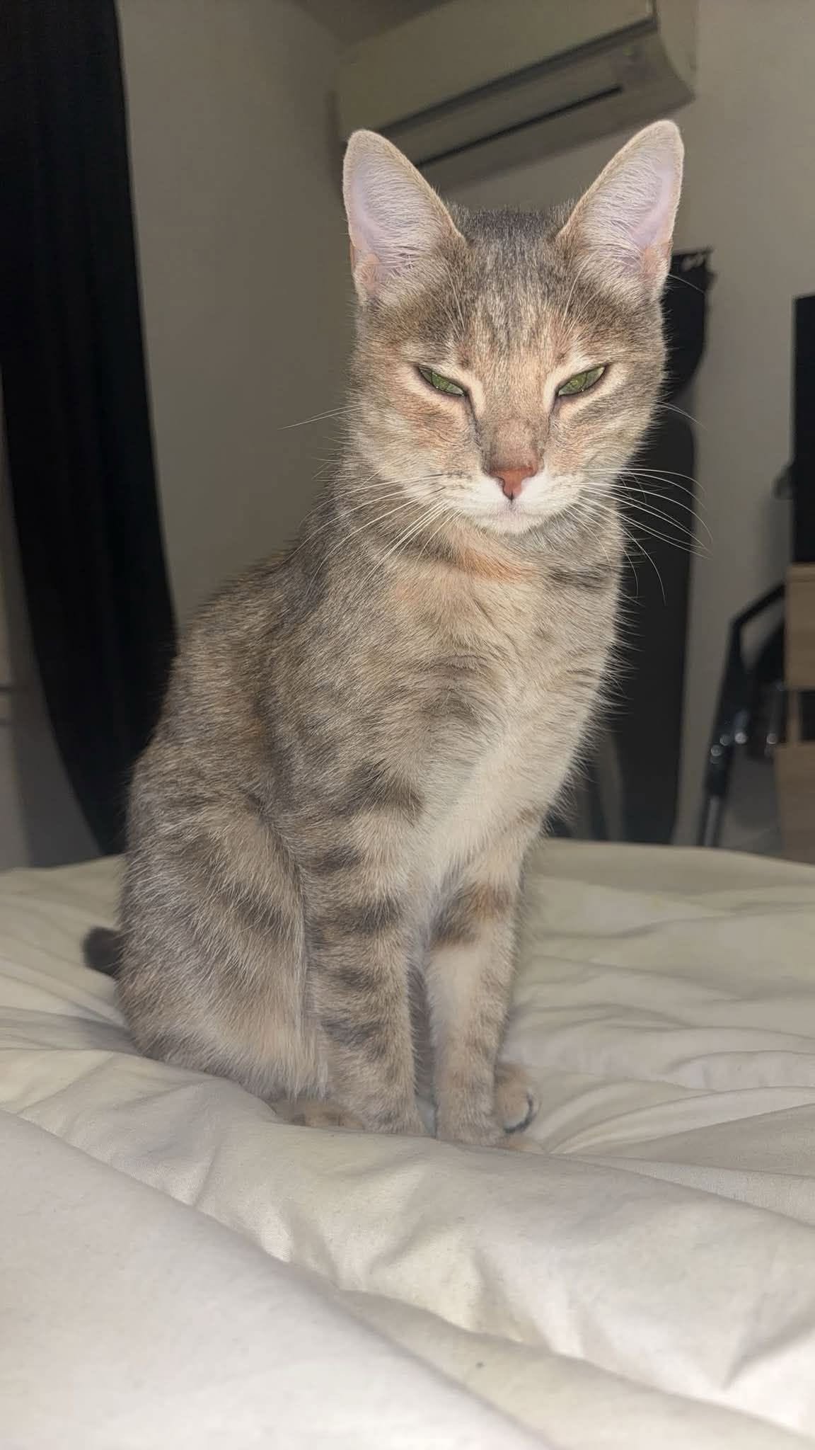🚨chat perdu 🚨