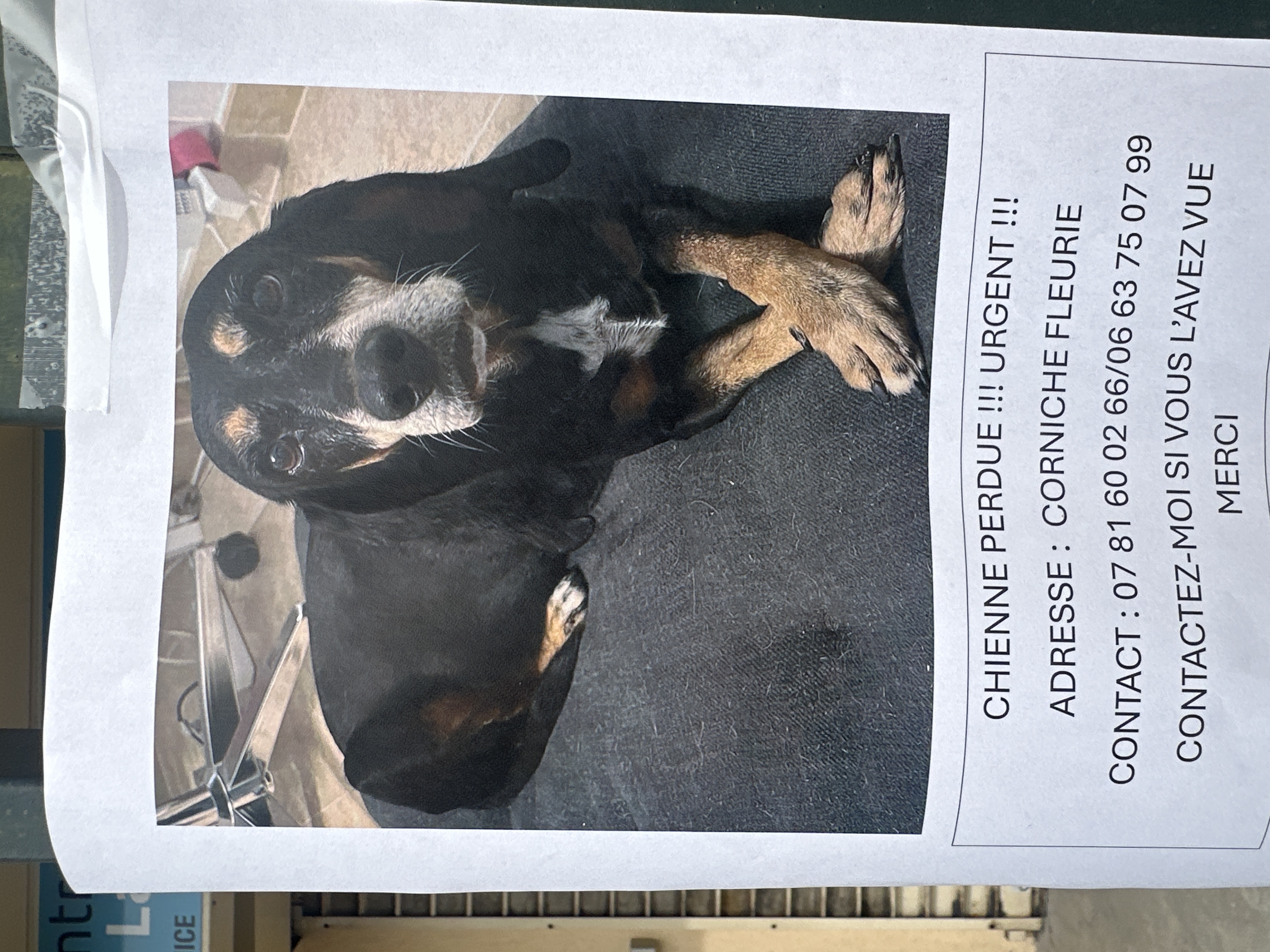 Chienne, perdue, urgence