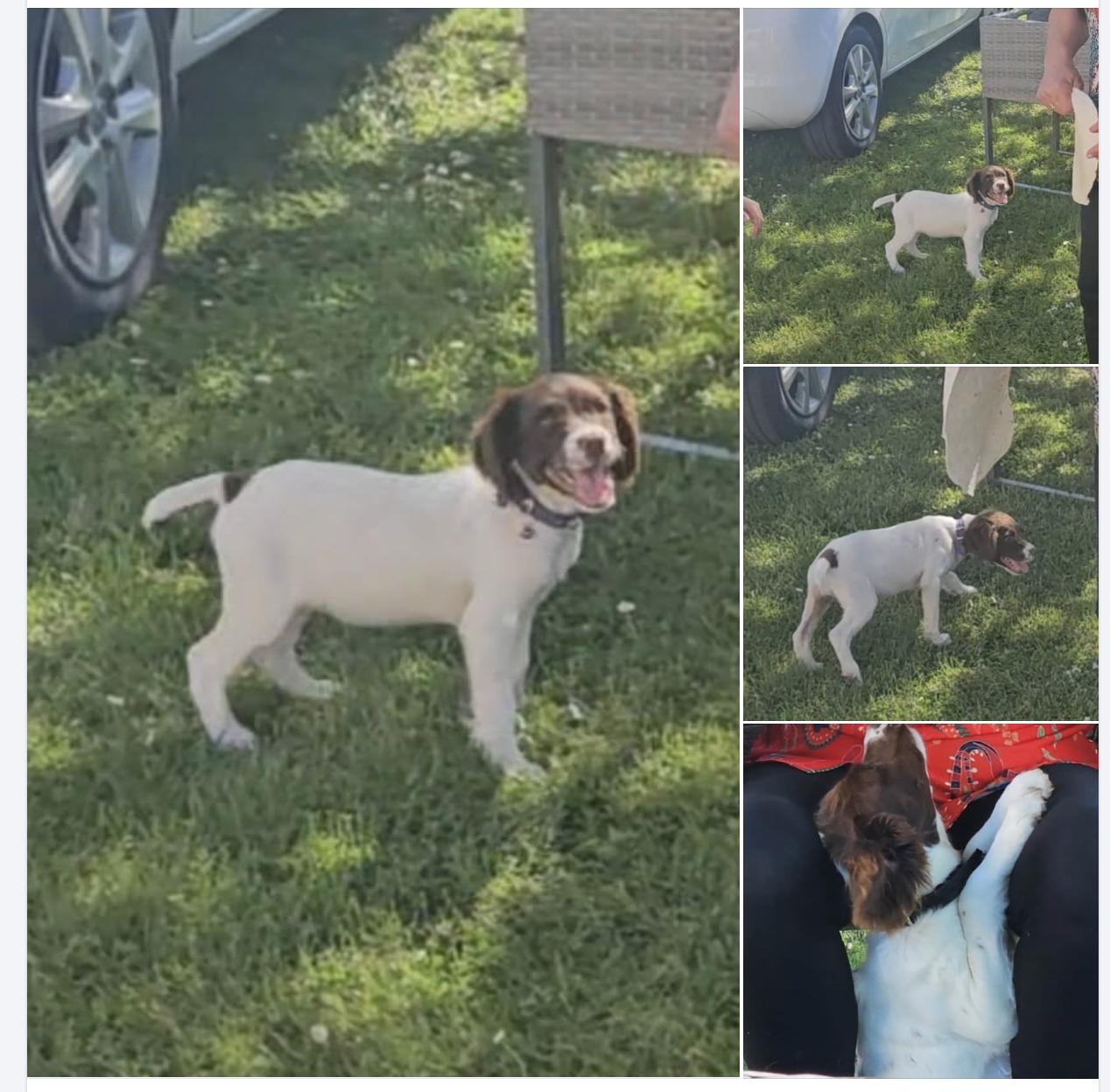 chienne c'est échappé