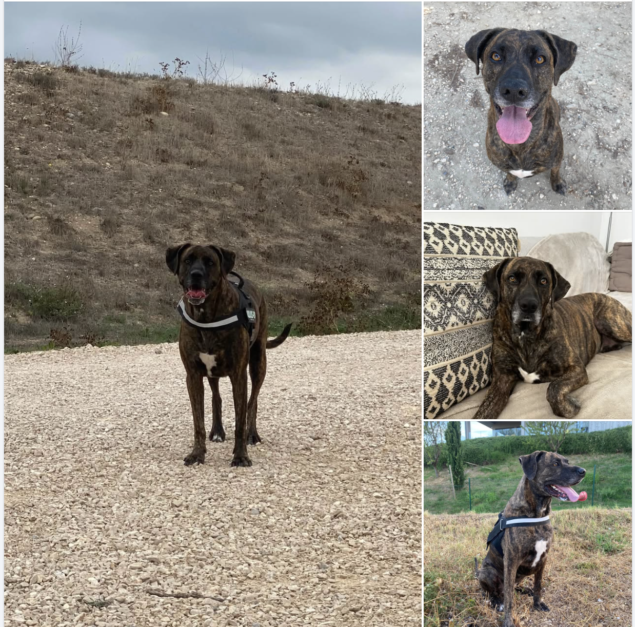 CHIENNE DISPARUE — MALLEMORT (13370)