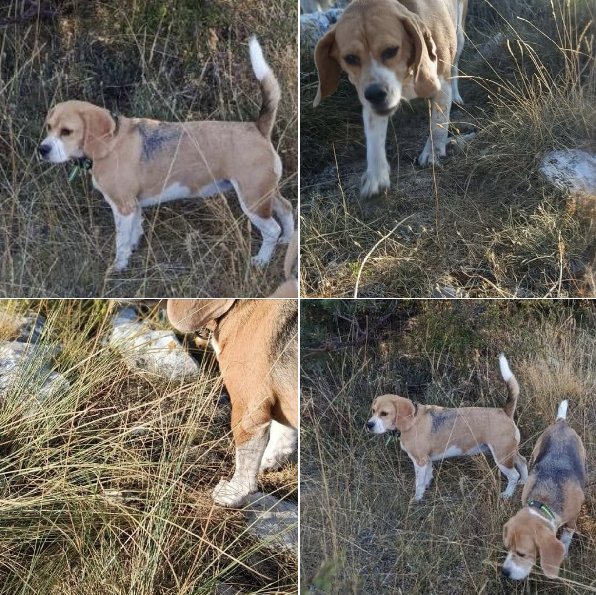 Nous avons perdu notre chienne