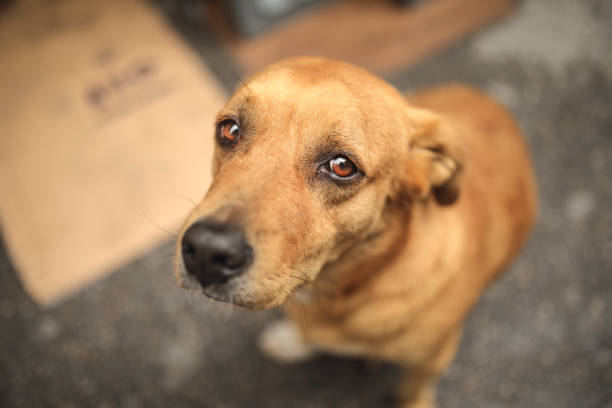 Chat ou chien perdu : Les 7 actions urgentes à mener dans les 24 premières heures