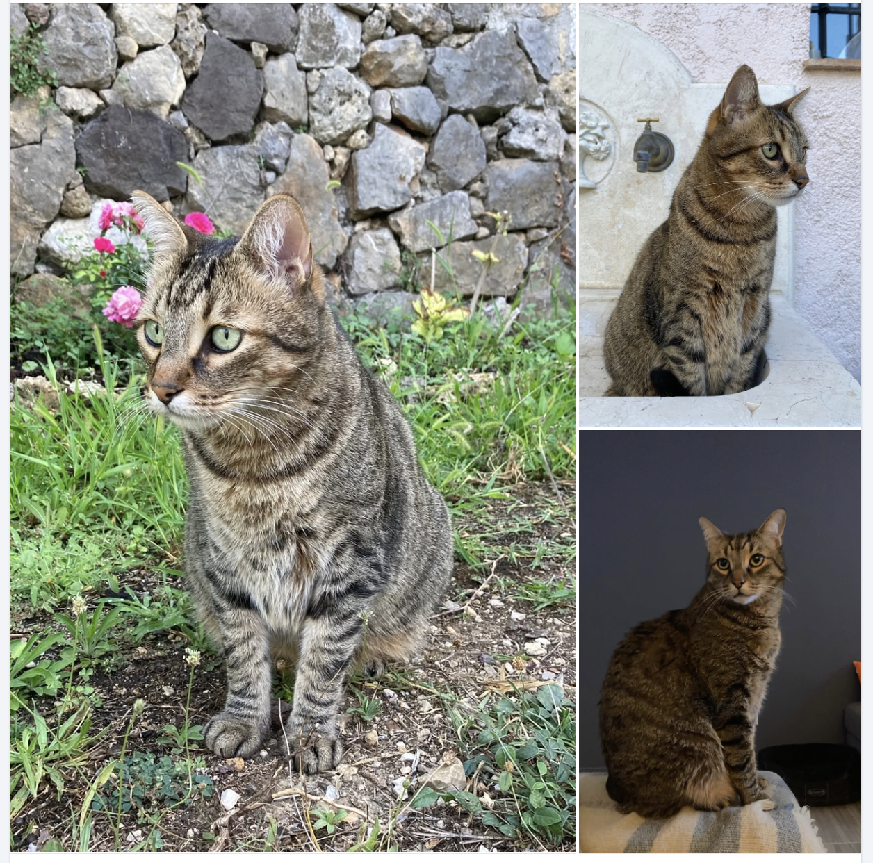PERDU CHAT – GRASSE (06) – BOUNTY 🚨