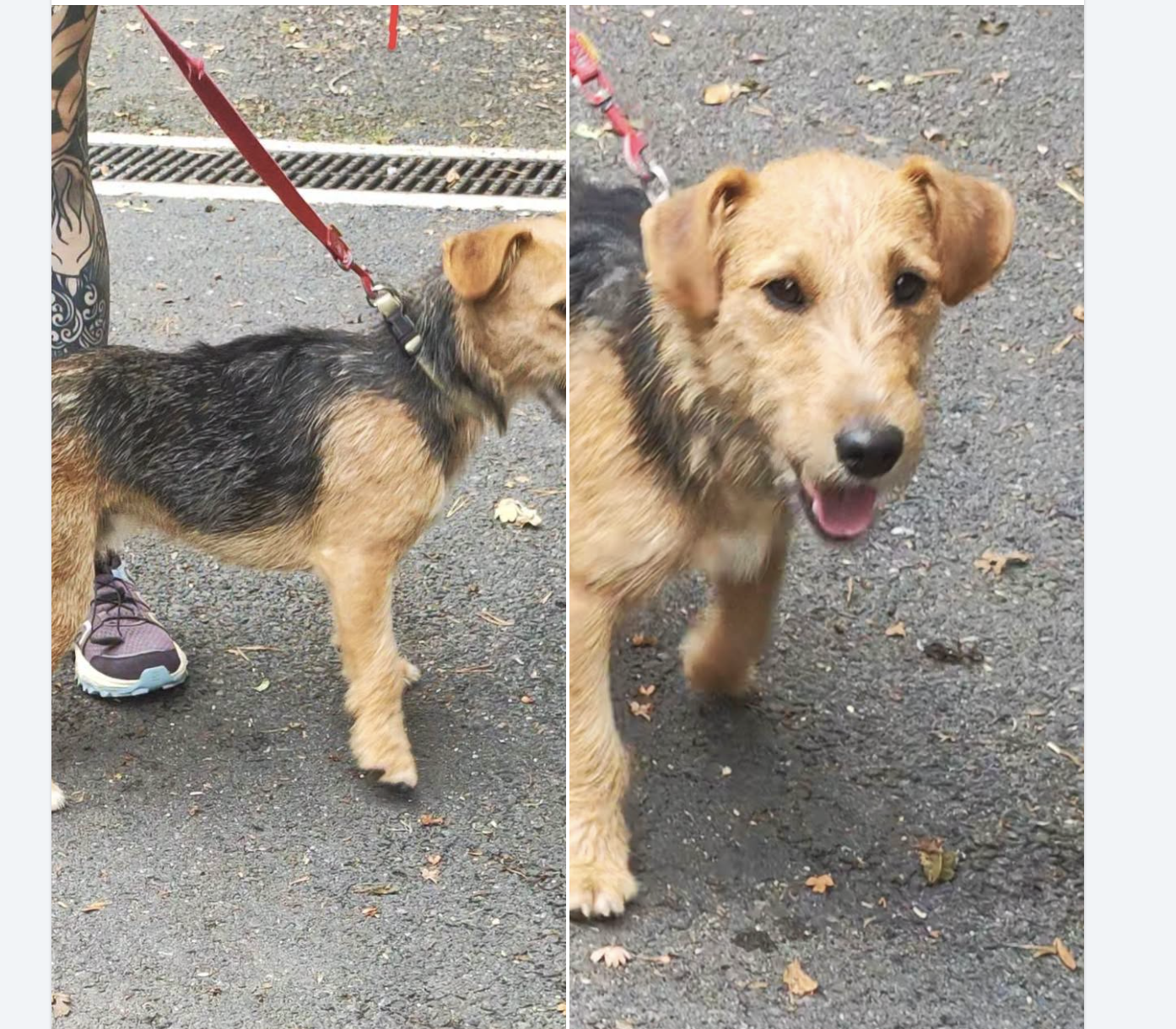 Jeune terrier trouvé errant ce matin au lac de Saint Pierre dans le cantal