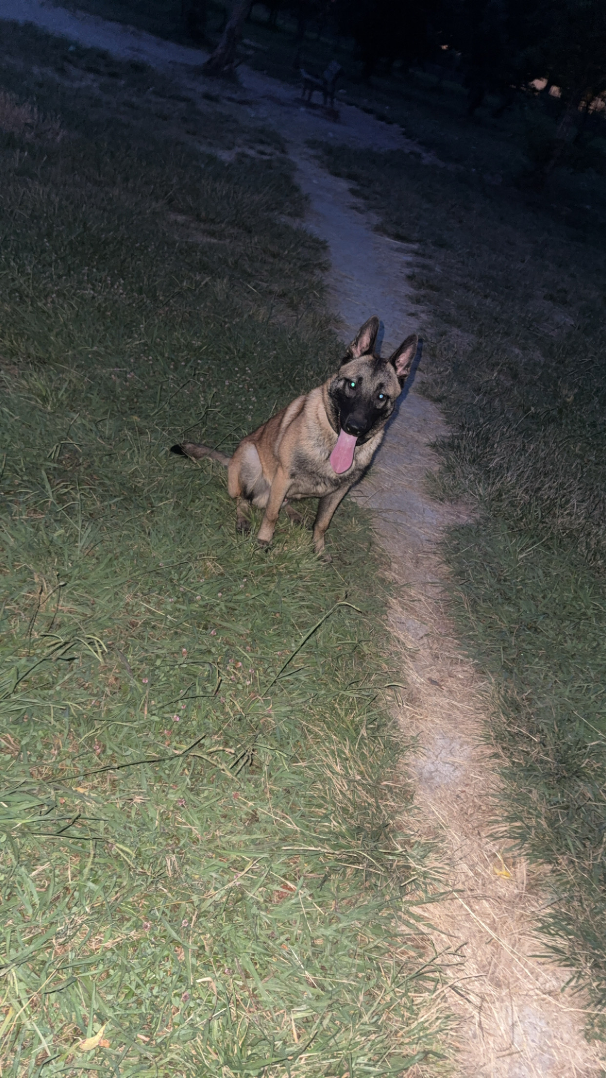 Berger belge malinois